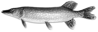 esox