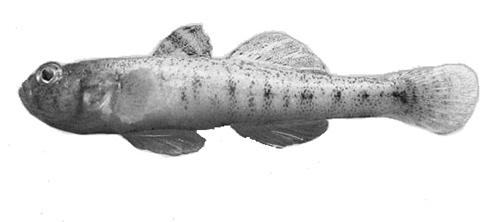 kpirowitschia