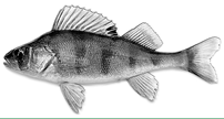 Fig. 2.22). Spawning is single-batch, in May–June at water temperatures of 15–16°C, generally in pairs. Absolute fecundity is very high — from 200,000 to 1 million eggs. Eggs are deposited in nests built by the male from last year’s plant material o