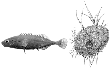 pungitius1