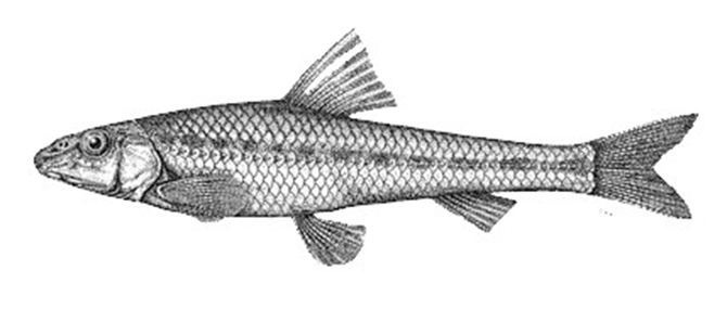 romanogobio