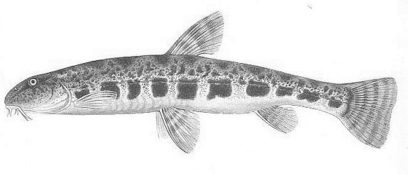 sabanejewia