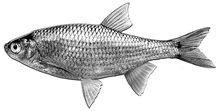 Fig. 2.12).The mouth is well adapted for feeding on aerial insects falling into the water, on zooplankton in the water column, and also on macrophyte plants, which constitute the main dietary component in warm seasons.Spawning is fractional (up to 3