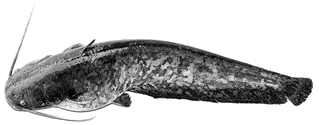 silurus
