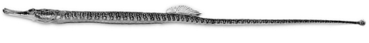 syngnathus