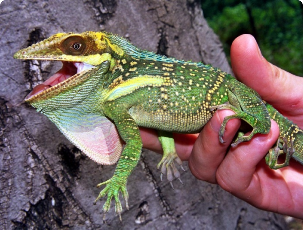 anolis baracoae