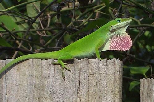anolis carolinensis