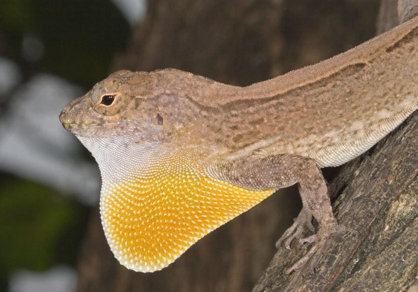 anolis cristatellus