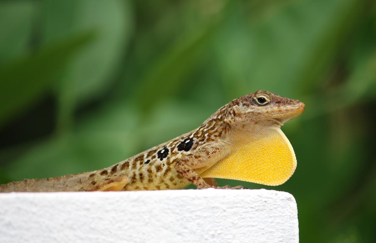 anolis oculatus