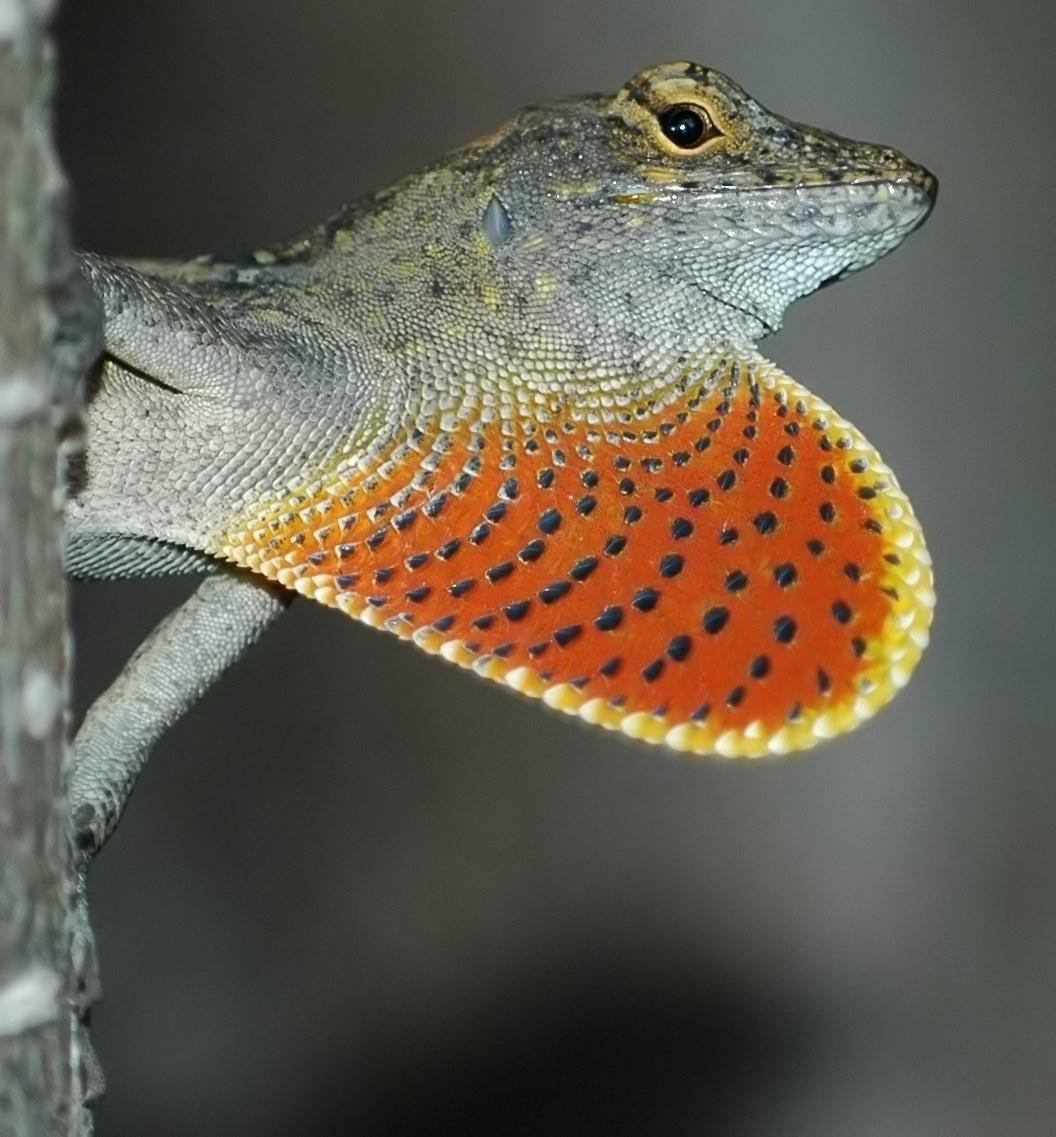 anolis sagrei