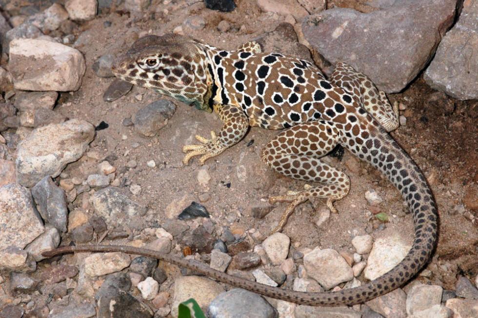 crotaphytus antiquus
