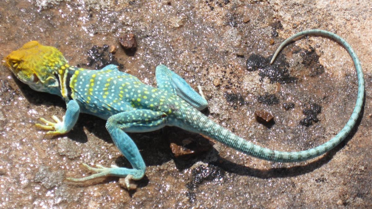crotaphytus collaris