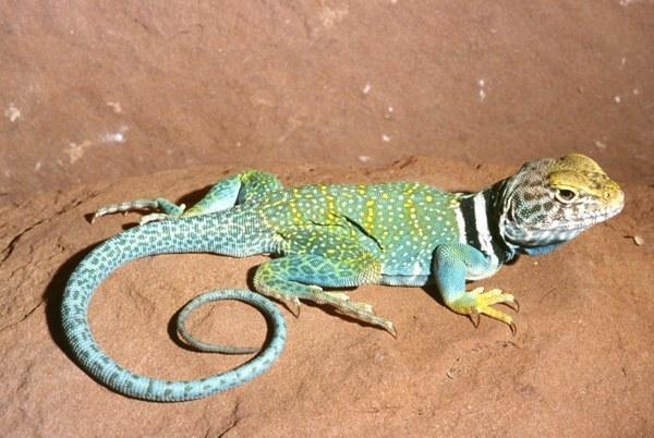 crotaphytus collaris 2