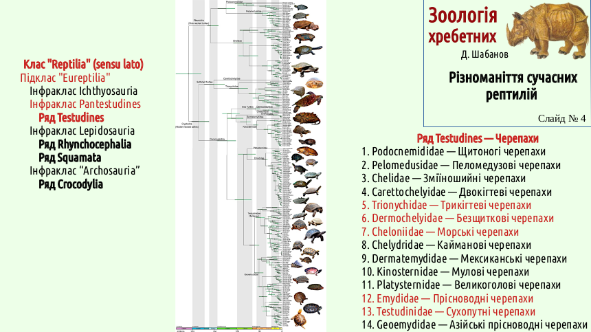 reptilian systematics 04