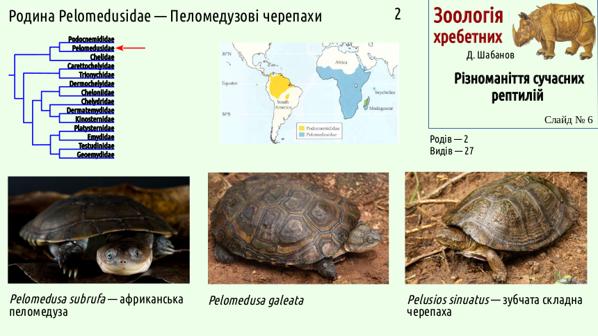 reptilian systematics 06