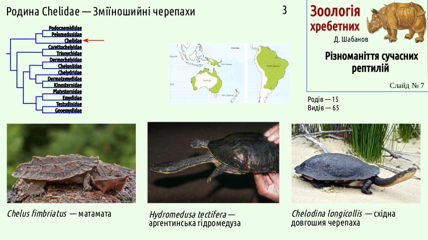 reptilian systematics 07