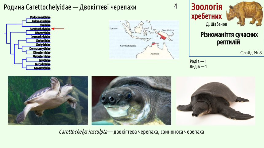 reptilian systematics 08
