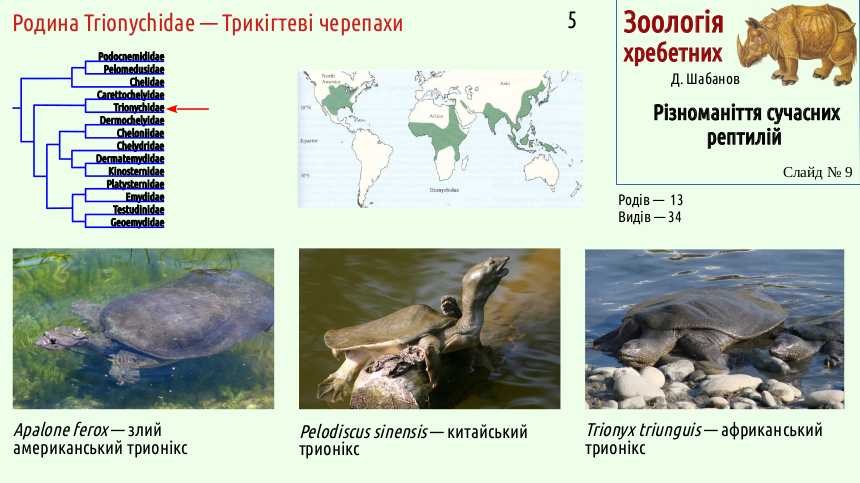reptilian systematics 09