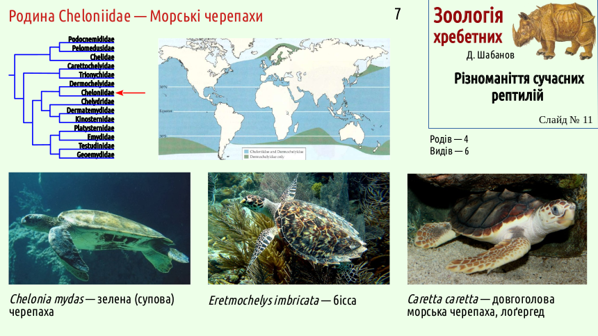 reptilian systematics 11