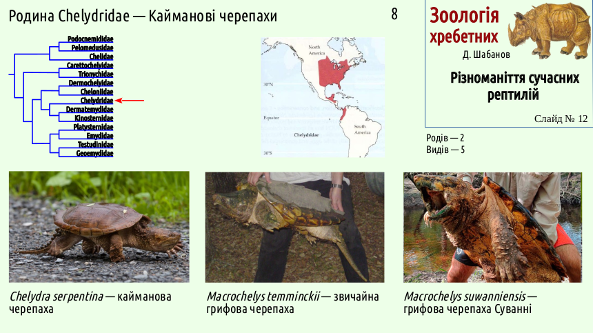 reptilian systematics 12
