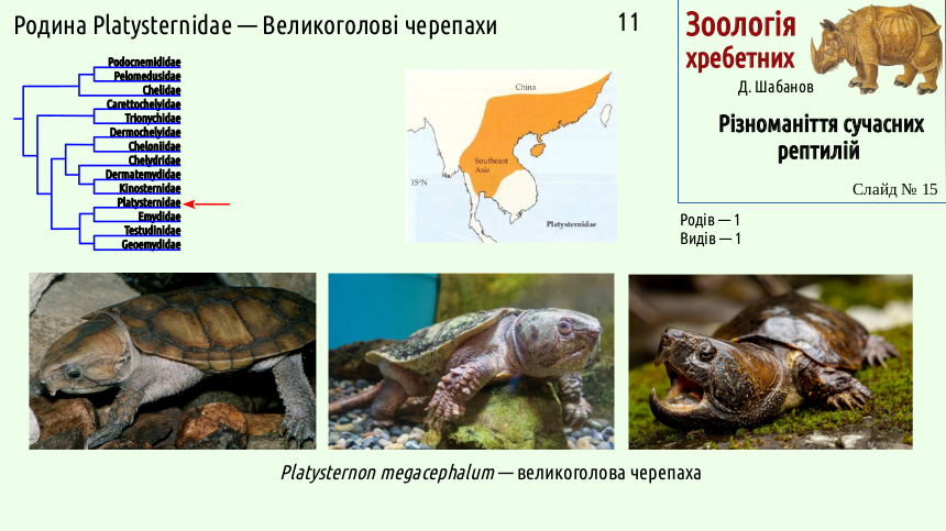 reptilian systematics 15
