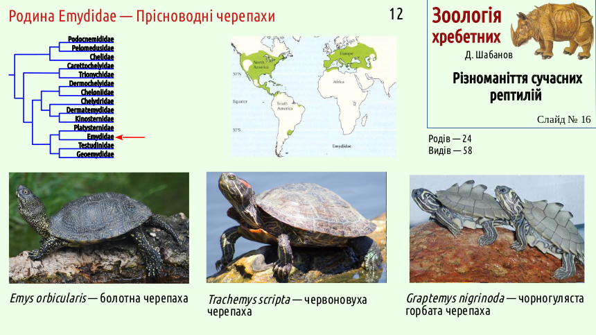 reptilian systematics 16