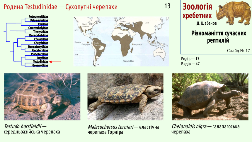 reptilian systematics 17