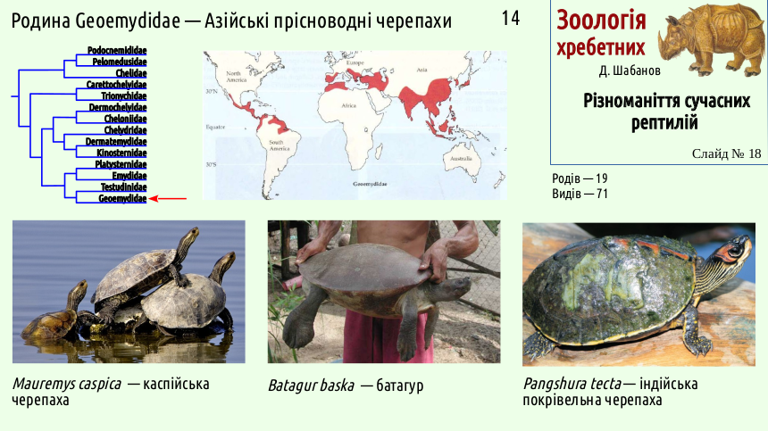 reptilian systematics 18
