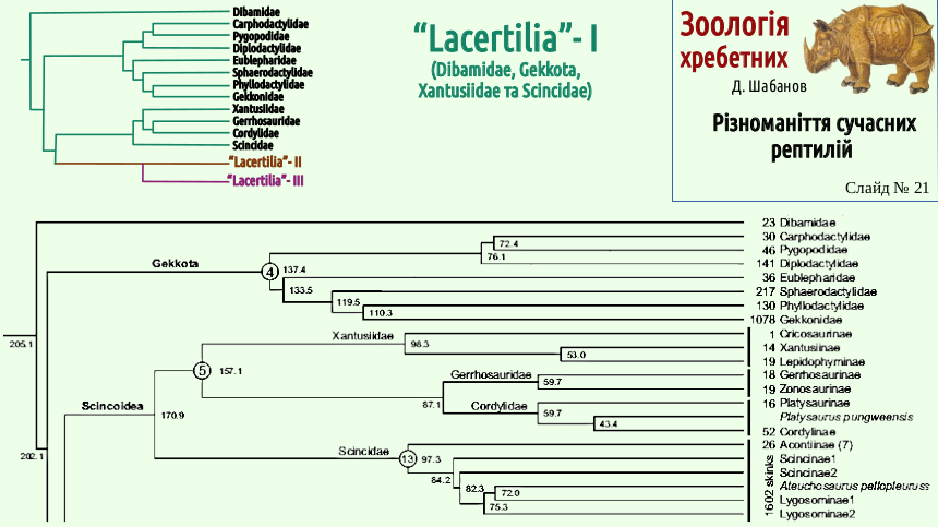 reptilian systematics 21