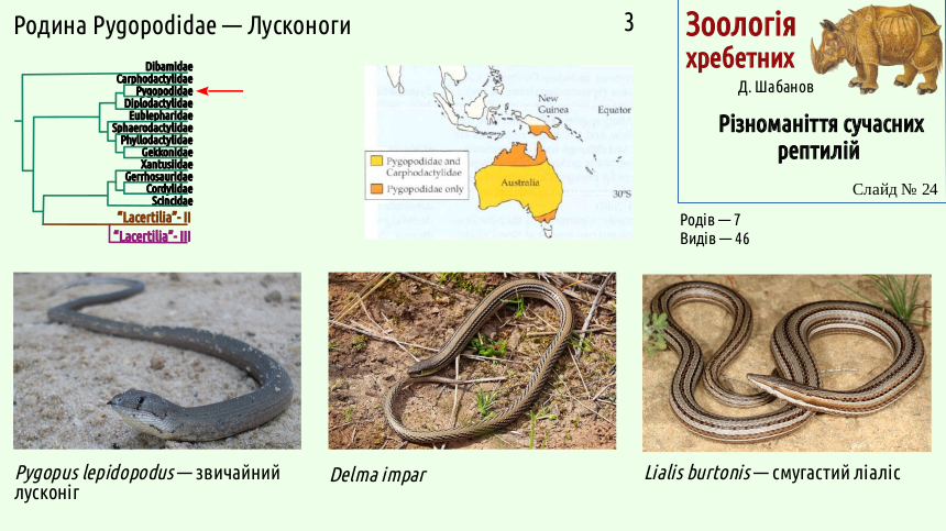 reptilian systematics 24