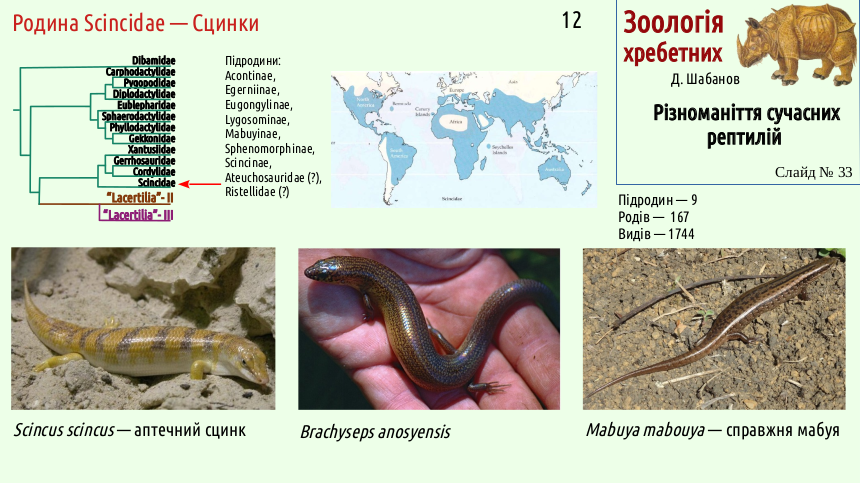 reptilian systematics 33