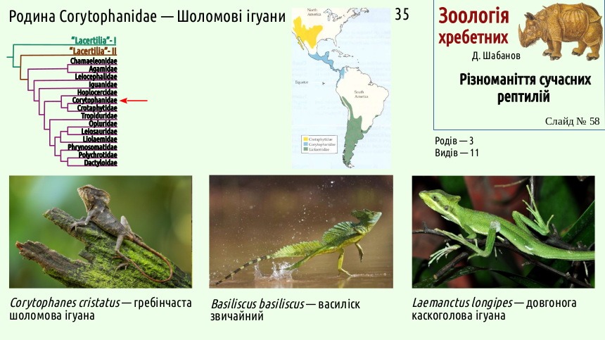 reptilian systematics 58