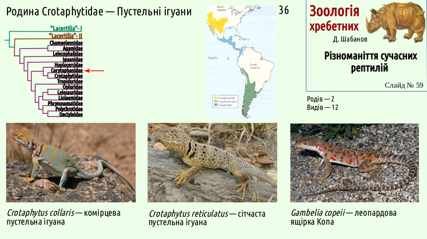 reptilian systematics 59