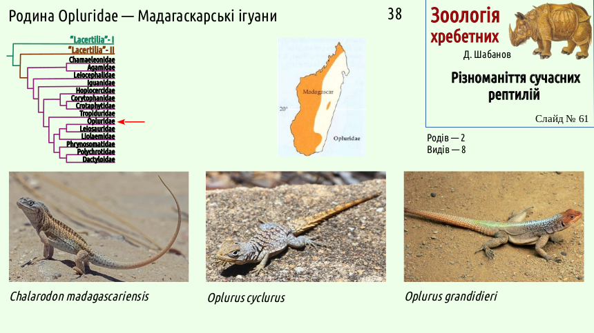 reptilian systematics 61