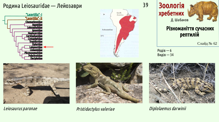 reptilian systematics 62