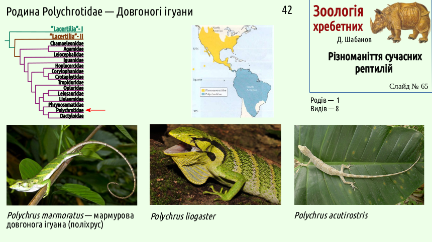 reptilian systematics 65