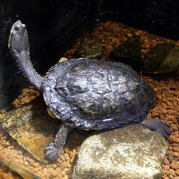 testud 43