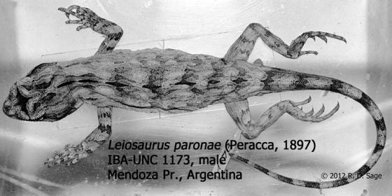leiosaurus paronae