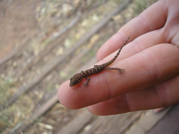 sphaerodactylus ariasae