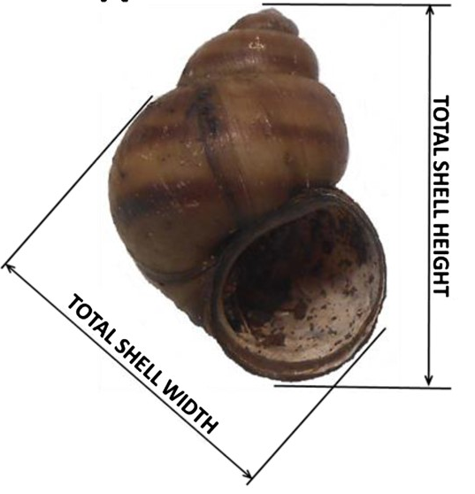 viviparus viviparus shell measurement