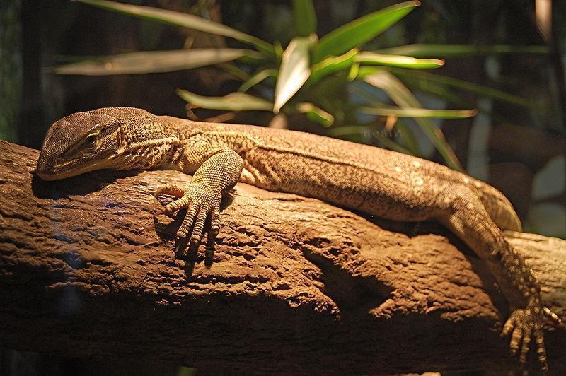 varanus panoptes